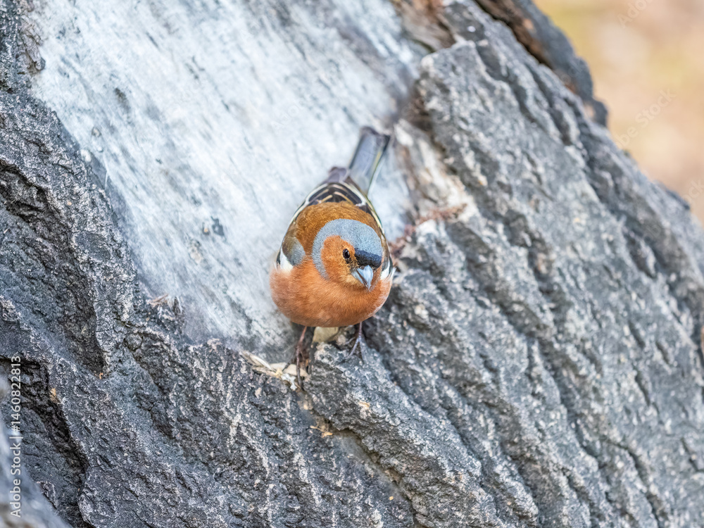 Common chaffinch, Fringilla coelebs, sits on a tree. Common chaffinch in wildlife.