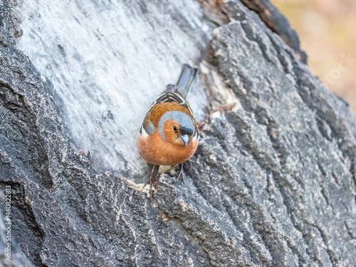 Obraz na płótnie Common chaffinch, Fringilla coelebs, sits on a tree. Common chaffinch in wildlife. w salonie