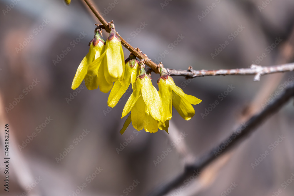 Forsythia. Blooming forsythia bush. Yellow flower on a branch of forsythia.