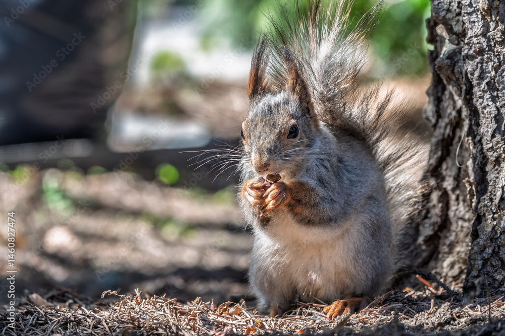 Squirrel in autumn or spring with nut on the green grass with fallen yellow leaves