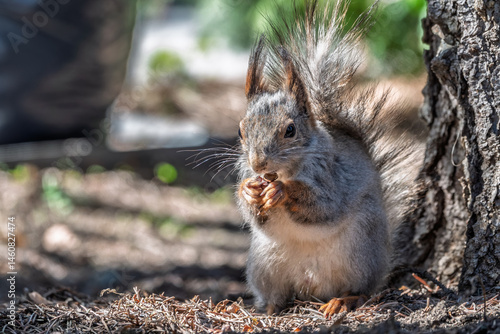 Obraz na płótnie Squirrel in autumn or spring with nut on the green grass with fallen yellow leaves w salonie