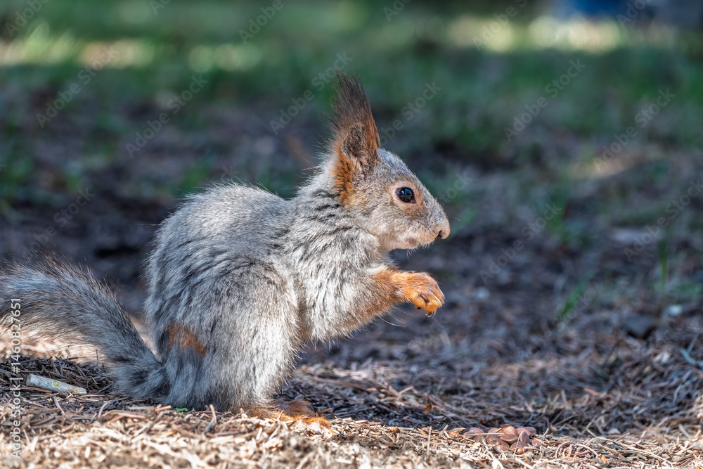 Squirrel in autumn or spring with nut on the green grass with fallen yellow leaves