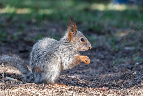 Obraz na płótnie Squirrel in autumn or spring with nut on the green grass with fallen yellow leaves w salonie