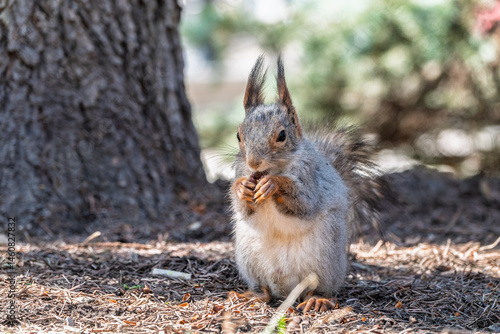 Squirrel in autumn or spring with nut on the green grass with fallen yellow leaves
