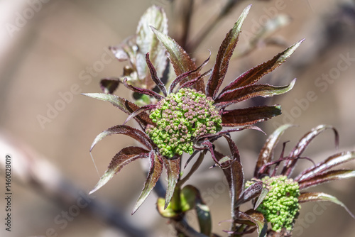 Small buds of sambucus racemosa in early spring time.