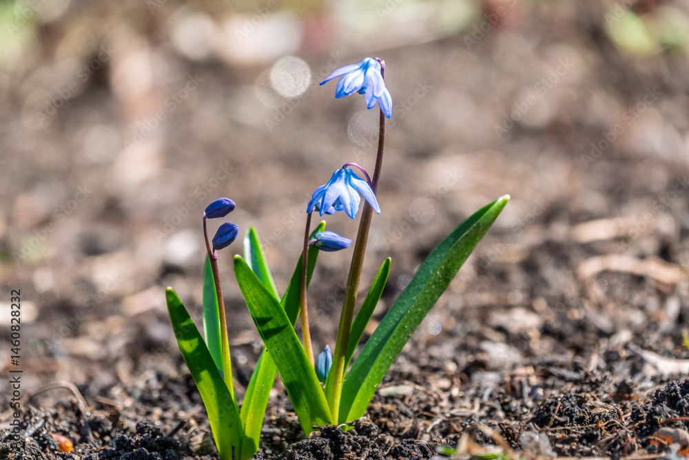 Siberian squill, wood squill, Scilla siberica meadow plant with blue blossom in grass. Spring flower background