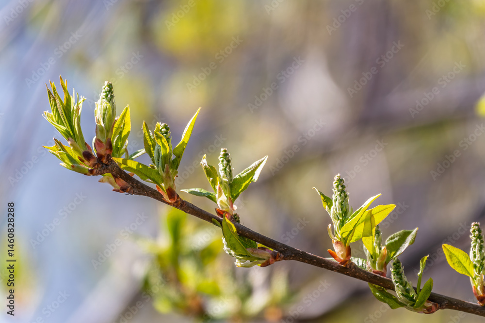 Green bushes with young leaves in the sunset