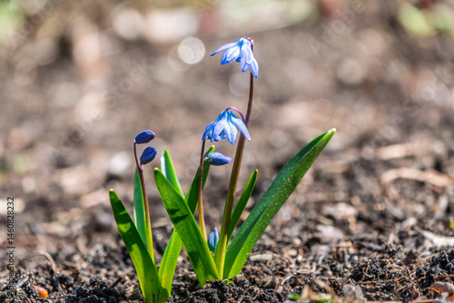 Obraz na płótnie Siberian squill, wood squill, Scilla siberica meadow plant with blue blossom in grass. Spring flower background w salonie