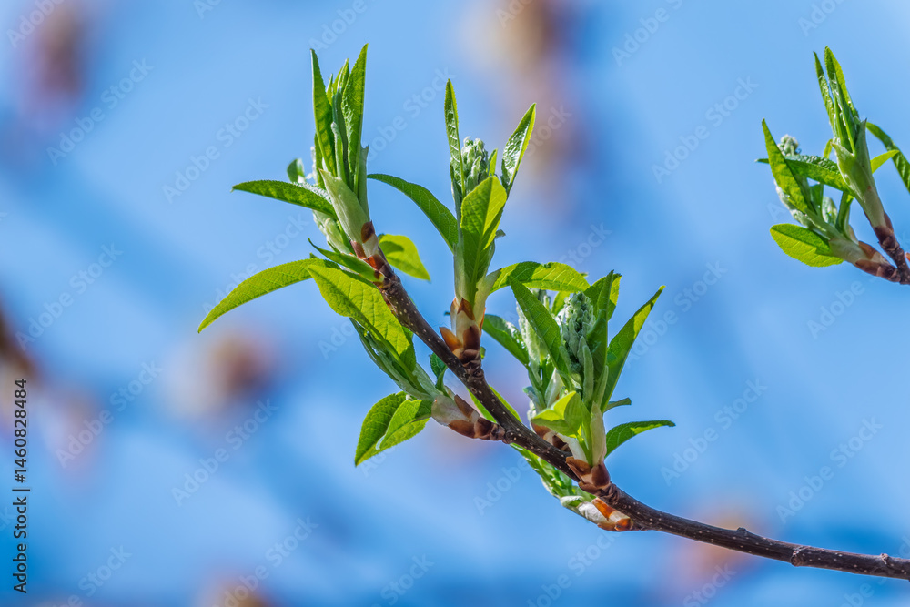 Green bushes with young leaves in the sunset