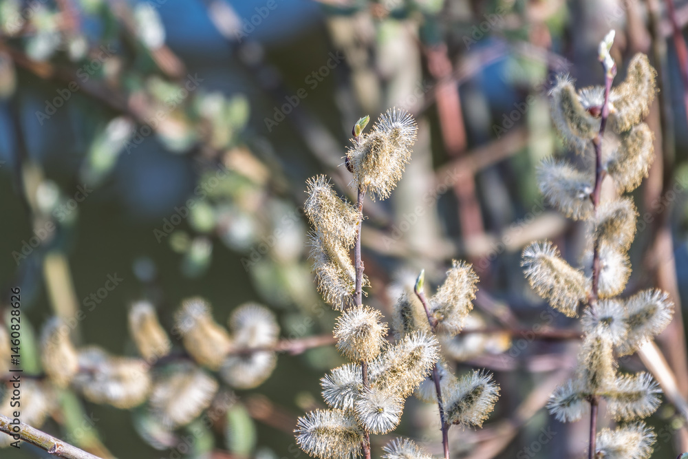 Nature awakes in spring. Blooming willow twigs and furry willow-catkins, so called seals or cats. Holly willow, Salix caprea