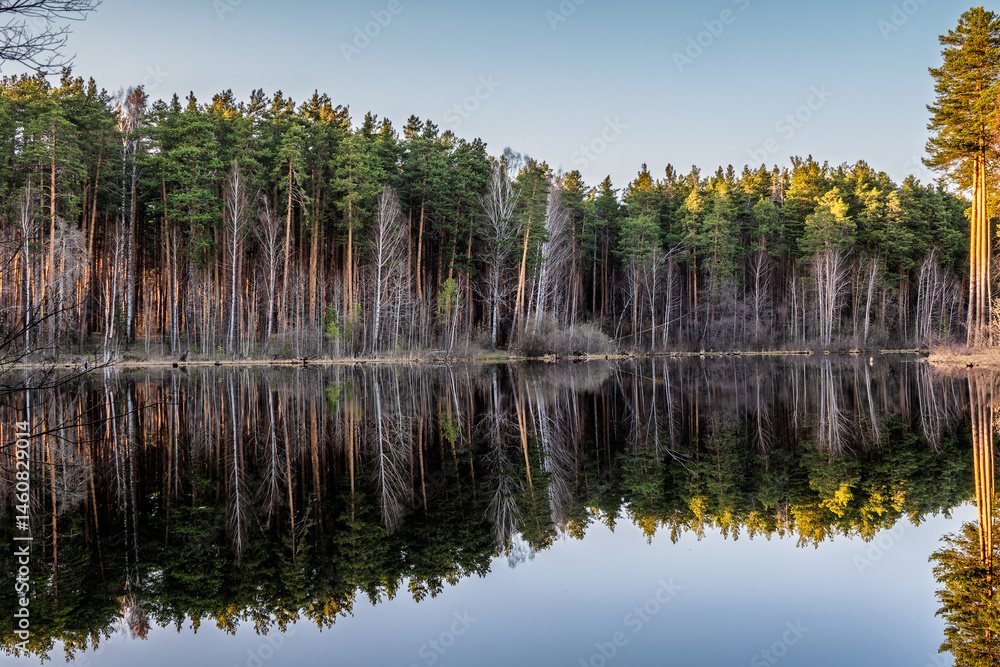 Calm lake with green trees on the shore and a beautiful reflection. Summer landscape.