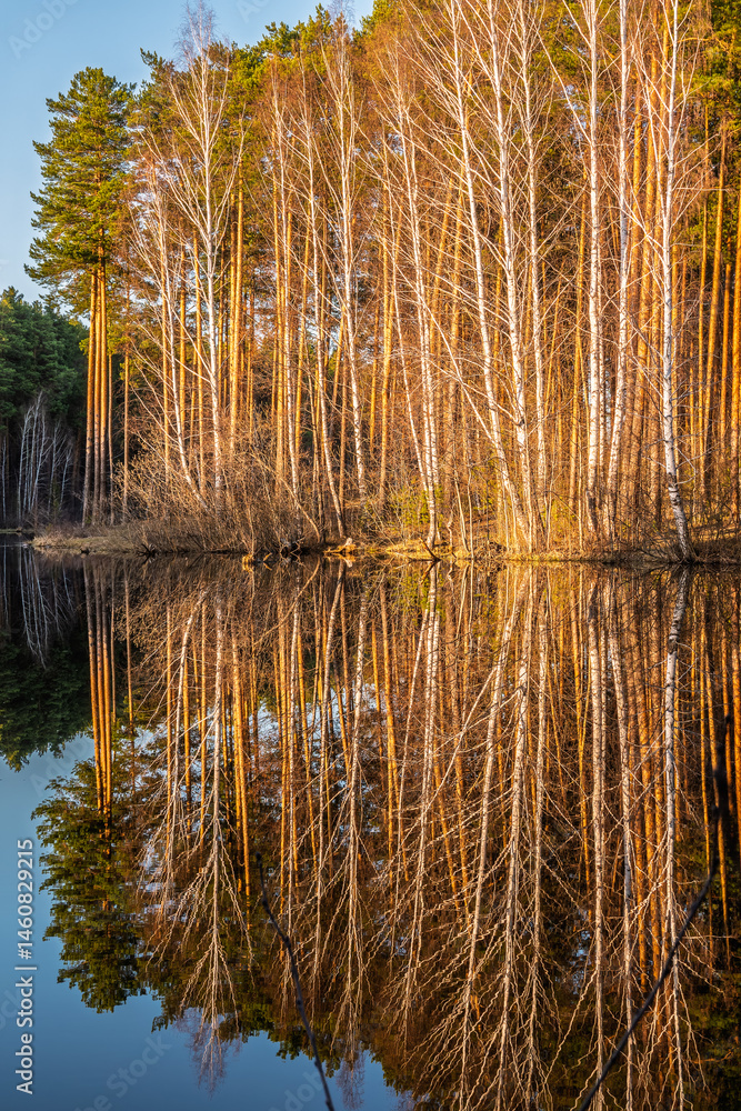 Calm lake with green trees on the shore and a beautiful reflection. Summer landscape.