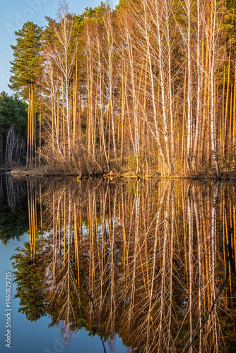 Obraz na płótnie Calm lake with green trees on the shore and a beautiful reflection. Summer landscape. w salonie