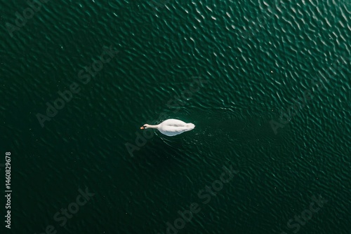 Bird on dark water
