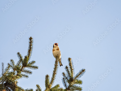 Obraz na płótnie The European goldfinch or simply the goldfinch, Carduelis carduelis, sits on a branch in spring on green background. The European goldfinch in wildlife. w salonie