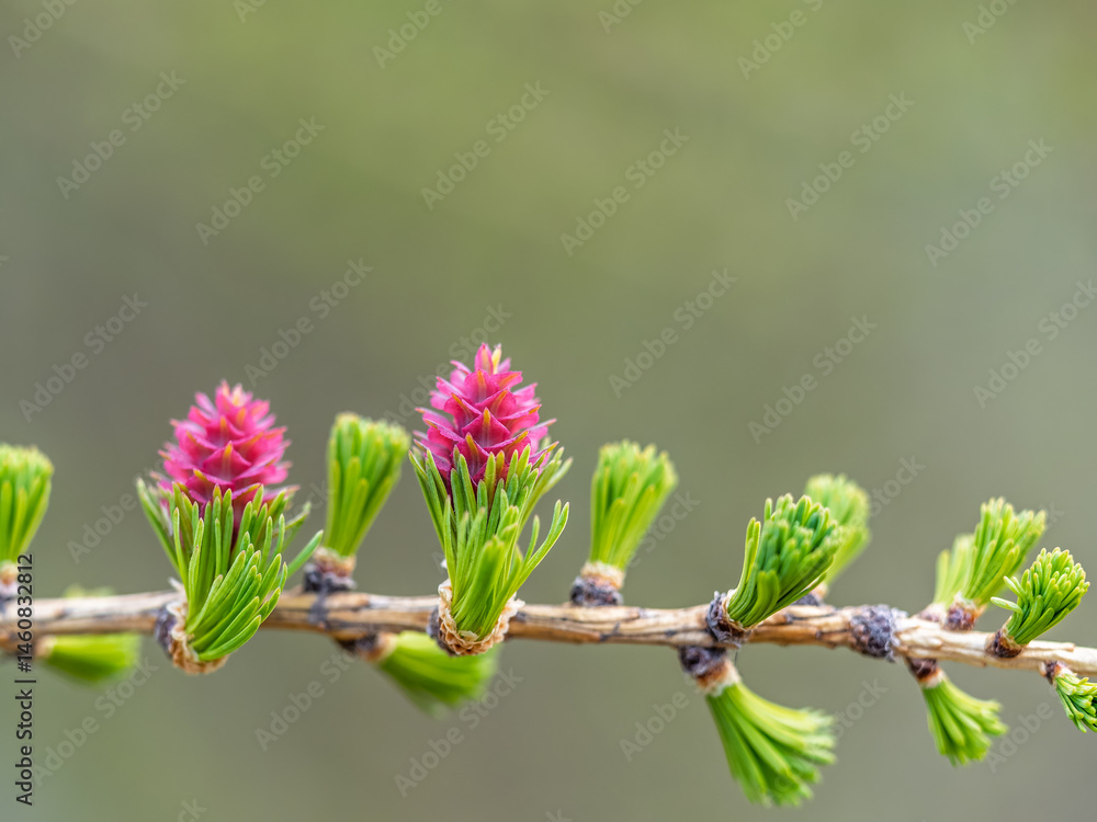 Larch tree fresh pink cones blossom at spring on nature background
