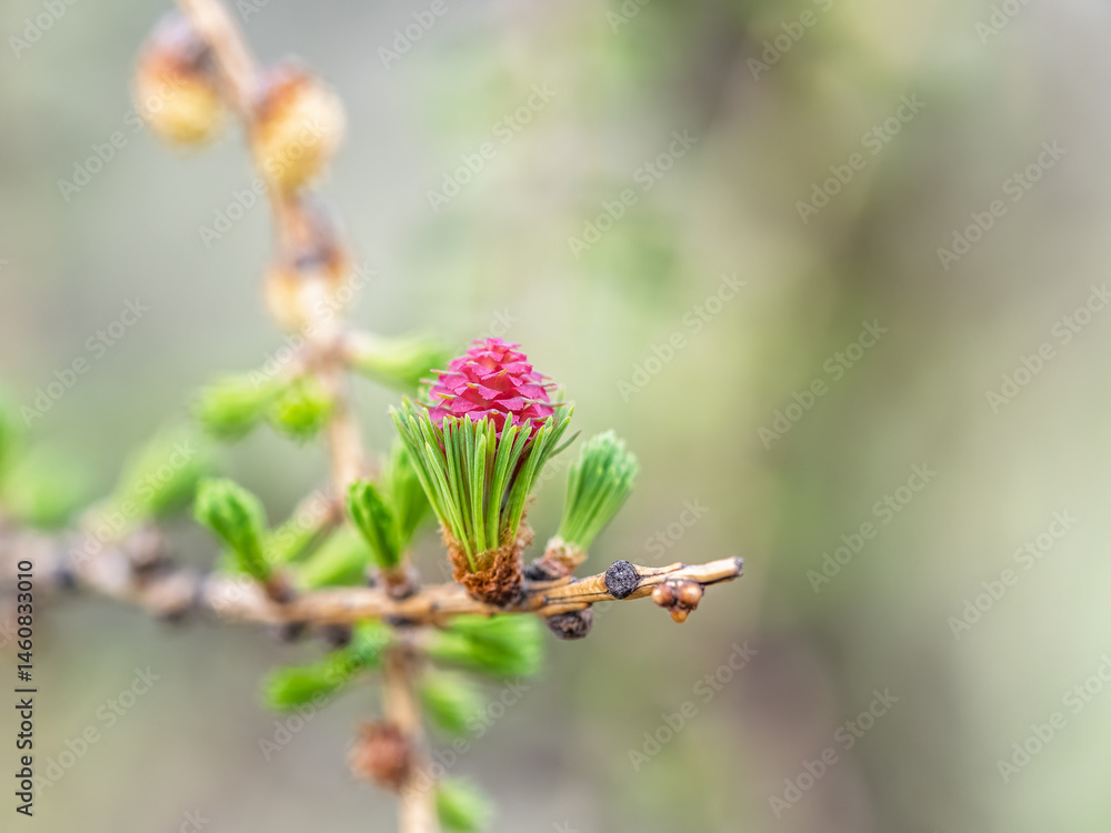 Larch tree fresh pink cones blossom at spring on nature background