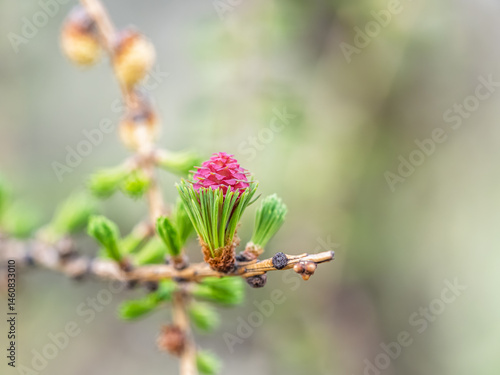 Obraz na płótnie Larch tree fresh pink cones blossom at spring on nature background w salonie
