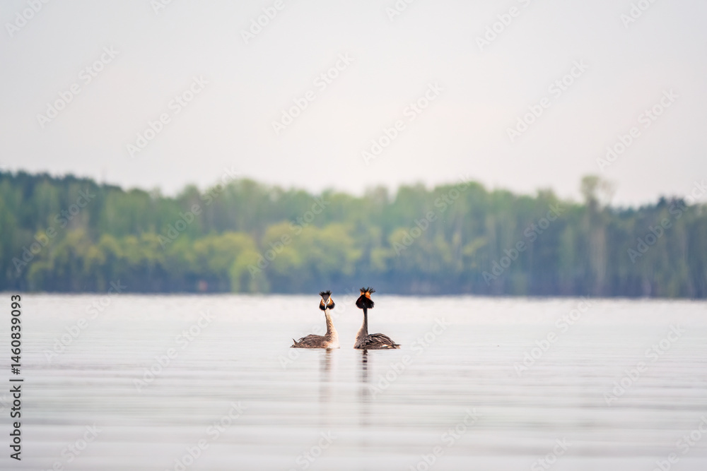 Mating games of two water birds Great Crested Grebes. Two waterfowl birds Great Crested Grebes swim in the lake with heart shaped silhouette