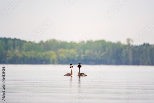 Obraz na płótnie Mating games of two water birds Great Crested Grebes. Two waterfowl birds Great Crested Grebes swim in the lake with heart shaped silhouette w salonie