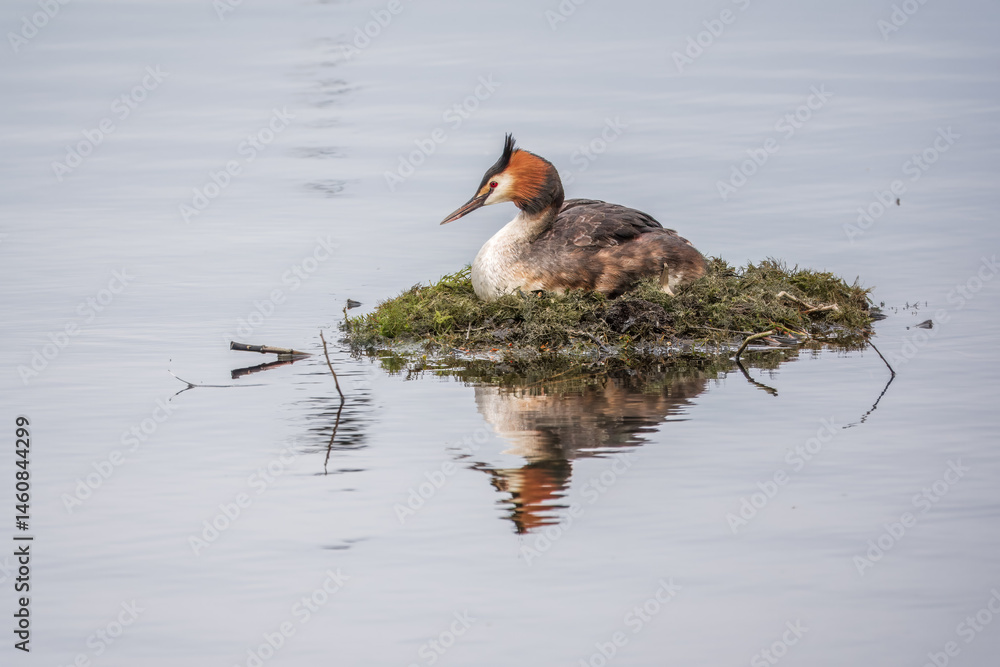 Great Crested Grebe, Podiceps cristatus, water bird sitting on the nest, nesting time on the green lake
