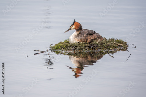 Great Crested Grebe, Podiceps cristatus, water bird sitting on the nest, nesting time on the green lake