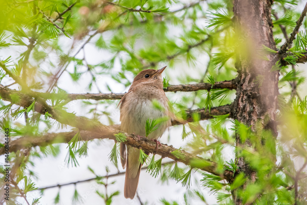 Thrush Nightingale, Luscinia luscinia. A bird sits on a tree branch and sings