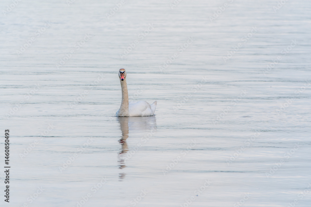 Graceful white Swan swimming in the lake, swans in the wild. Portrait of a white swan swimming on a lake.