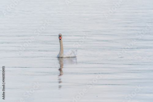 Obraz na płótnie Graceful white Swan swimming in the lake, swans in the wild. Portrait of a white swan swimming on a lake. w salonie