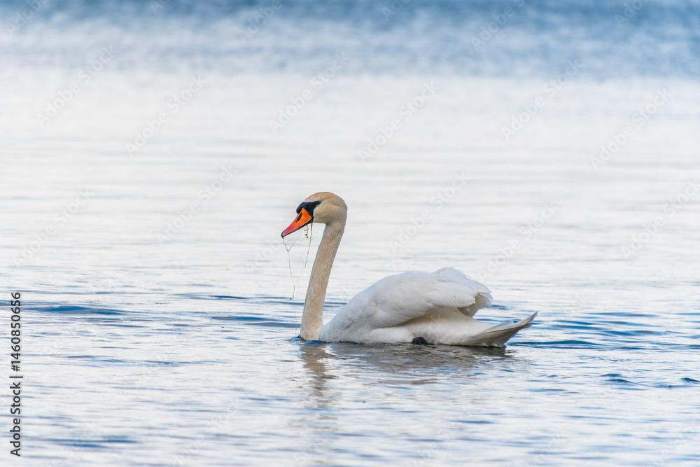 Graceful white Swan swimming in the lake, swans in the wild. Portrait of a white swan swimming on a lake.