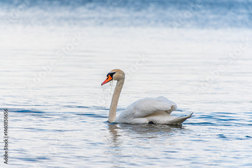 Obraz na płótnie Graceful white Swan swimming in the lake, swans in the wild. Portrait of a white swan swimming on a lake. w salonie