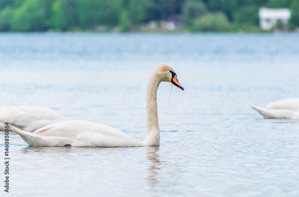 Graceful white Swan swimming in the lake, swans in the wild. Portrait of a white swan swimming on a lake.