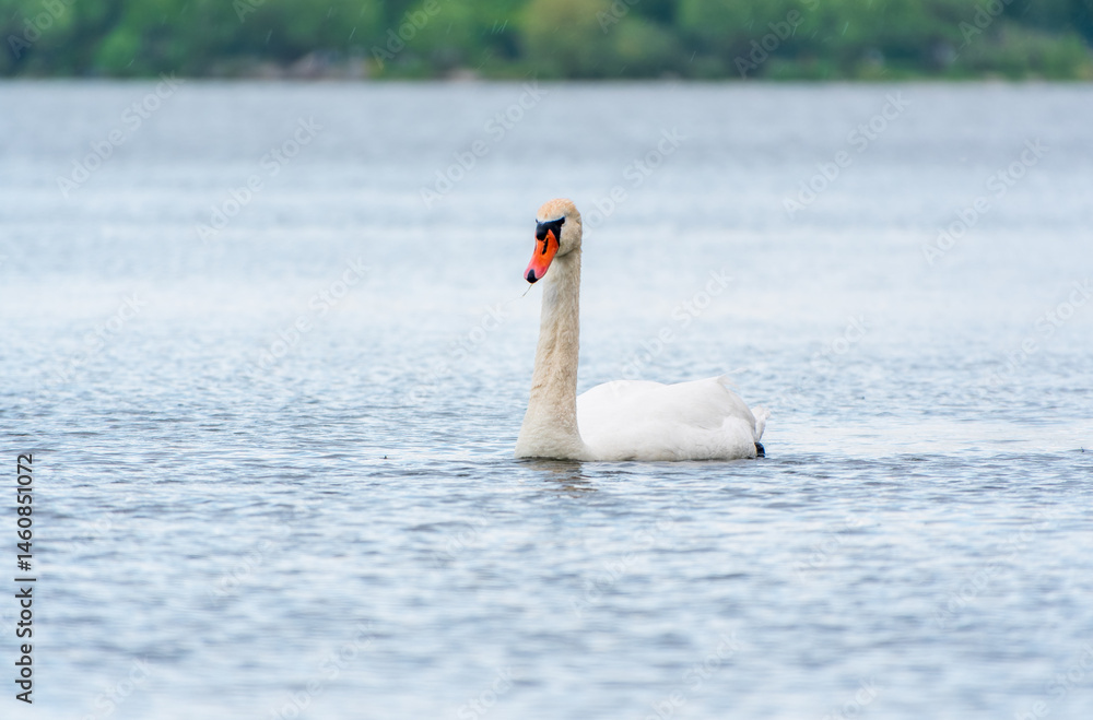 Graceful white Swan swimming in the lake, swans in the wild. Portrait of a white swan swimming on a lake.