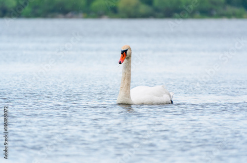 Obraz na płótnie Graceful white Swan swimming in the lake, swans in the wild. Portrait of a white swan swimming on a lake. w salonie