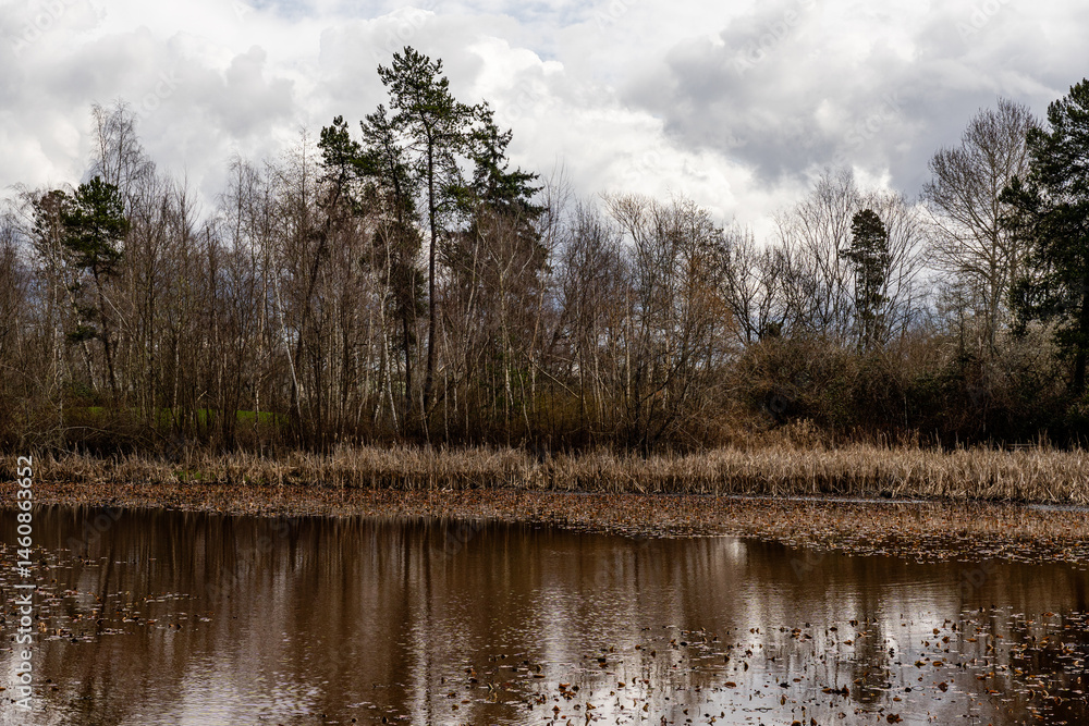 Obraz premium views of wildlife and a magical lake on a sunny day. Ecology of pure nature city park