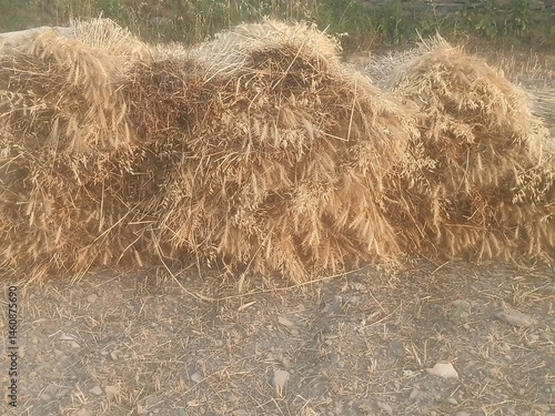 Wheat dry on the Sun 