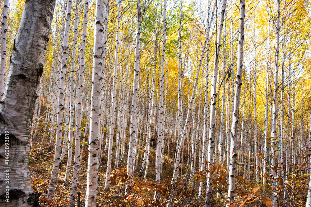 Obraz premium 가을 분위기의 잎이 노란 자작나무.