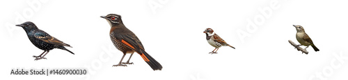 Diverse songbird collection, avian fauna portrait, ornithology subject, cut out transparent