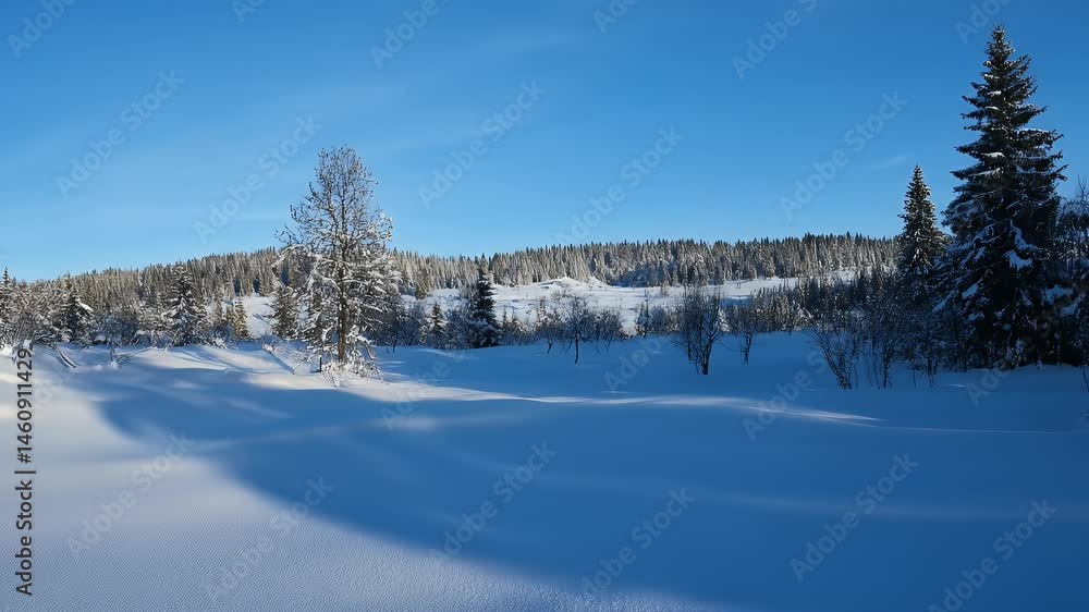Crisp Blue Sky Over Snow Covered Forest And Field Creating Winter Landscape With Trees Casting Long Shadows On Clear Sunny Day Crisp Blue Sky Over Snow Covered Forest And Field Creating Winter Landscape With Trees Casting Long Shadows On Clear Sunny Day