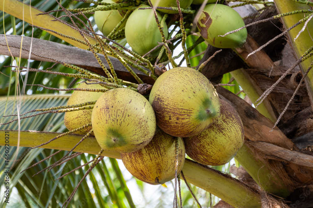 Harvesting fresh coconut bunches tropical paradise nature lush environment up-close perspective