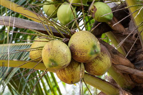 Obraz na płótnie Harvesting fresh coconut bunches tropical paradise nature lush environment up-close perspective w salonie