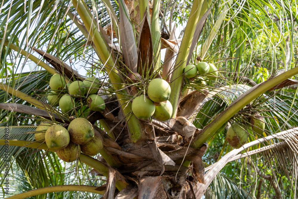 Harvesting green coconuts in tropical paradise nature lush environment close-up view