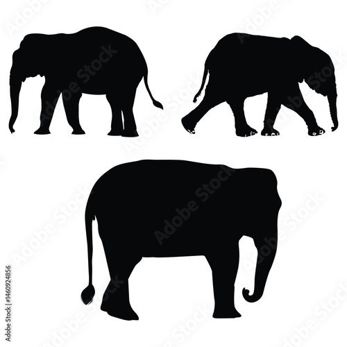 Elephant silhouette, Elephant vector, Elephant illustration, silhouette, set icon, silhouette, Elephant