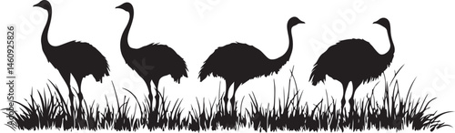 ostrich silhouettes vector, bird, ostrich, animal, wildlife, nature, emu, vector, illustration, flamingo, beak, wild, silhouette, crane, feather, white, heron, isolated, australia, birds, zoo, flightl