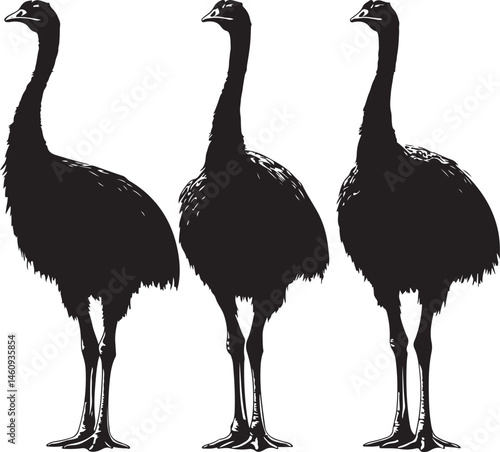ostrich silhouette isolated on white, bird, ostrich, animal, vector, flamingo, illustration, nature, wildlife, emu, silhouette, heron, wild, white, cartoon, crane, isolated, black, beak, feather, bird