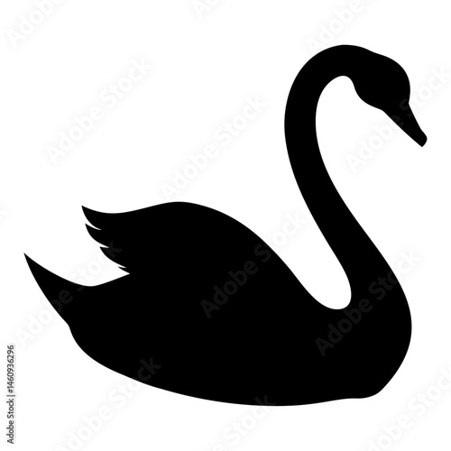 black swan vector illustration
