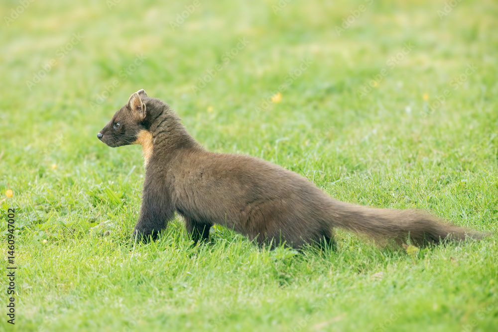 Fototapeta premium Pine Marten