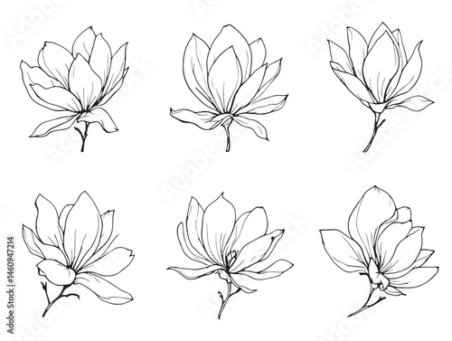 Detailed Blooming Magnolia Drawing Line Art for Artistic and Creative Use