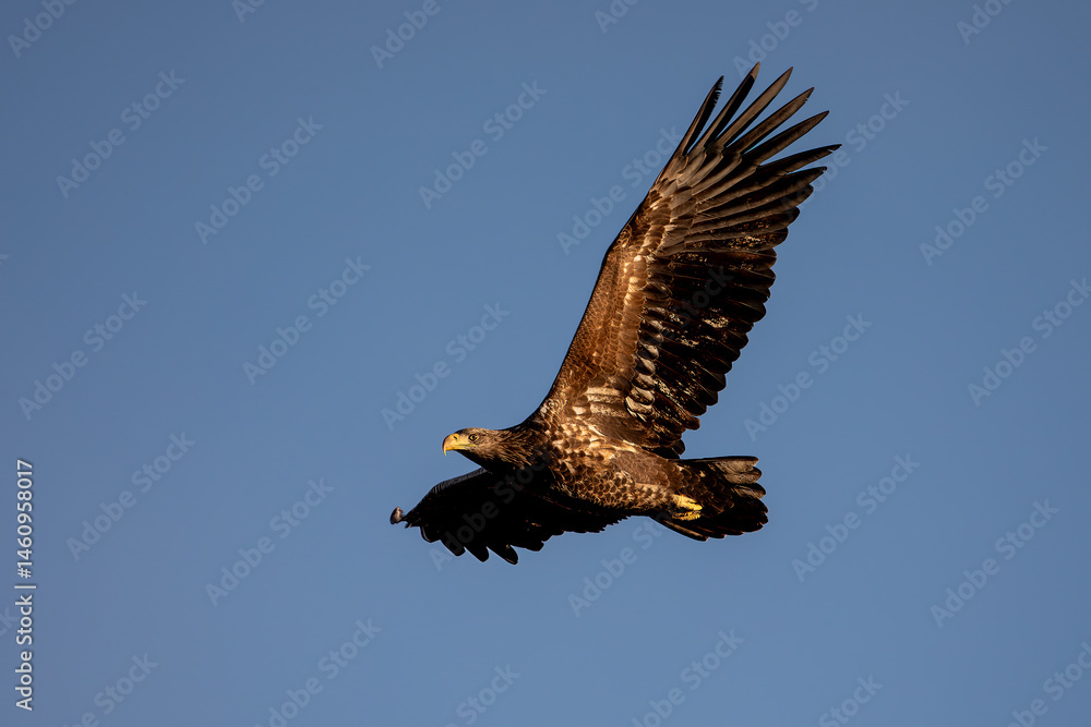 Obraz premium White-tailed Eagle (Haliaeetus albicilla)