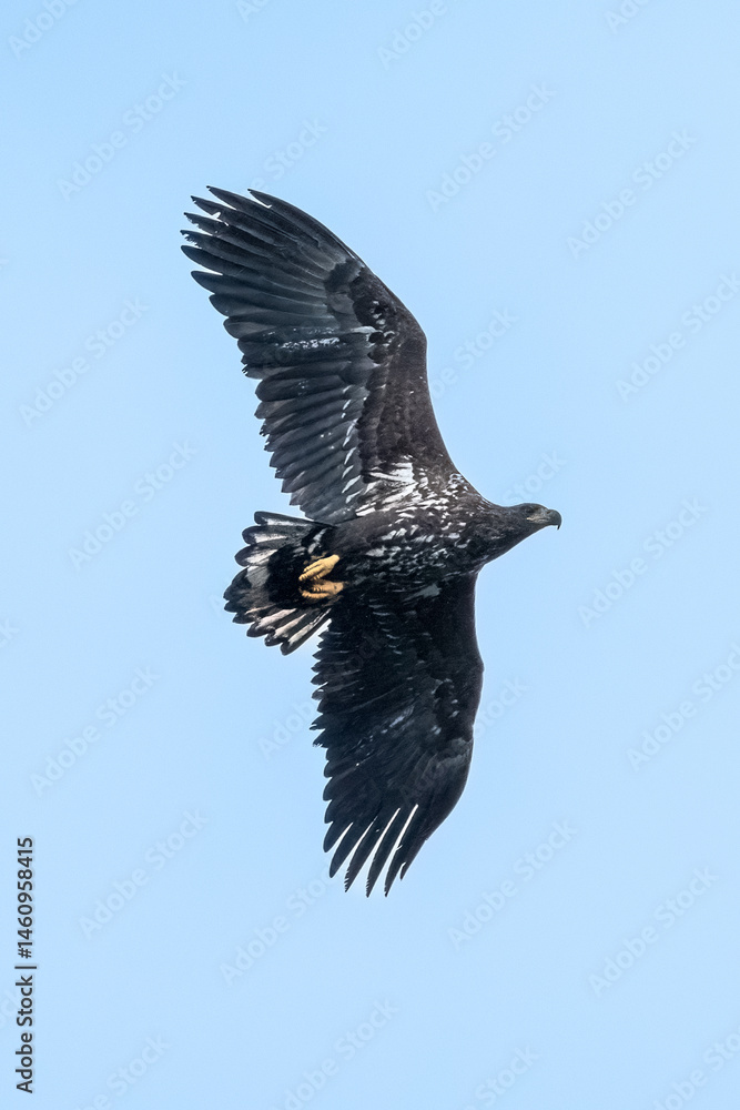 Fototapeta premium White-tailed Eagle (Haliaeetus albicilla)